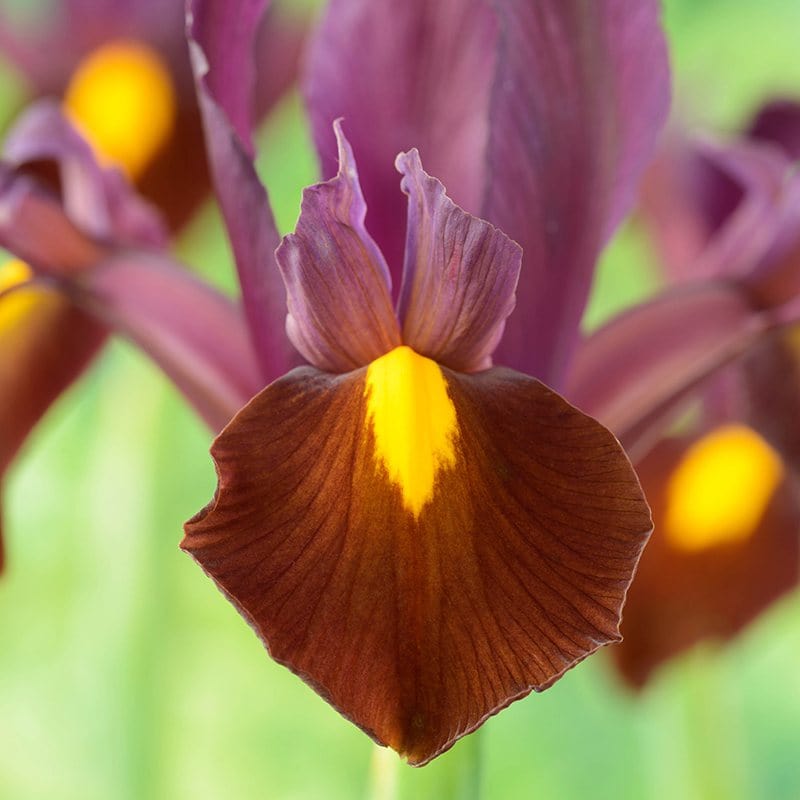 Iris x hollandica Red Ember Flower Bulbs