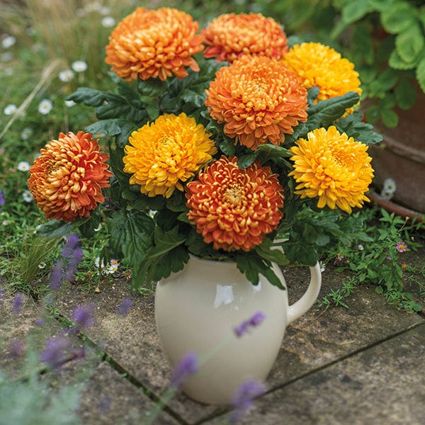 Late despatch - 15 plants, 5 of each Chrysanthemum Astro Collection