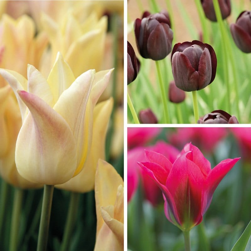 Late Flowering Tulip Collection