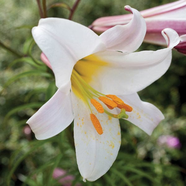 Lilium regale (Trumpet Lily)