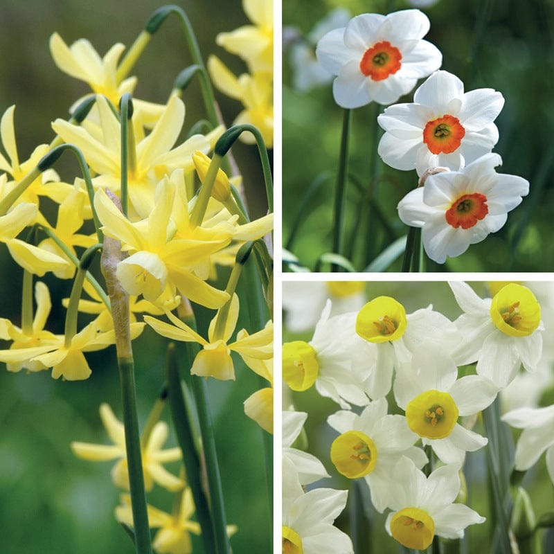 Narcissi Fragrant Flower Bulb Collection