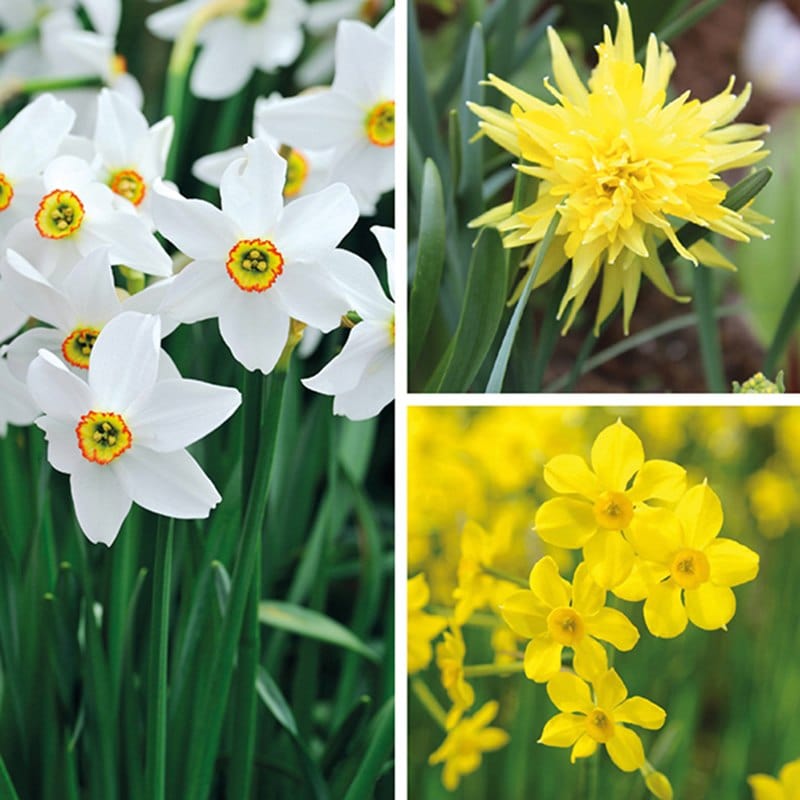 Narcissi Successional Flower Bulb Collection
