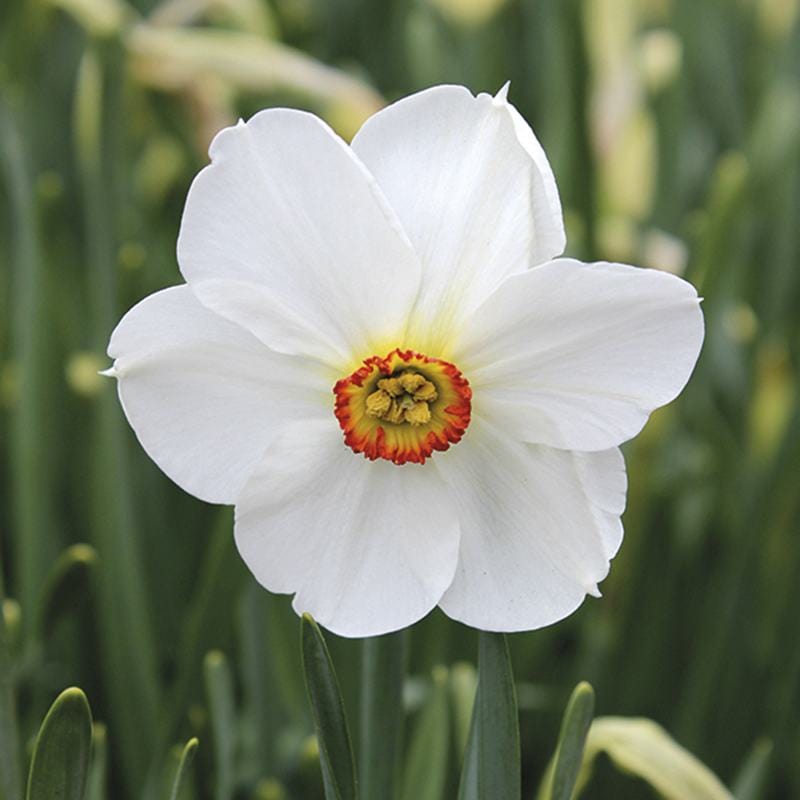 Narcissus Actaea Flower Bulbs