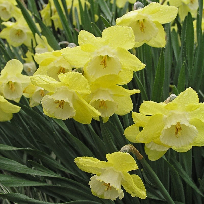 Narcissus Binkie Flower Bulbs