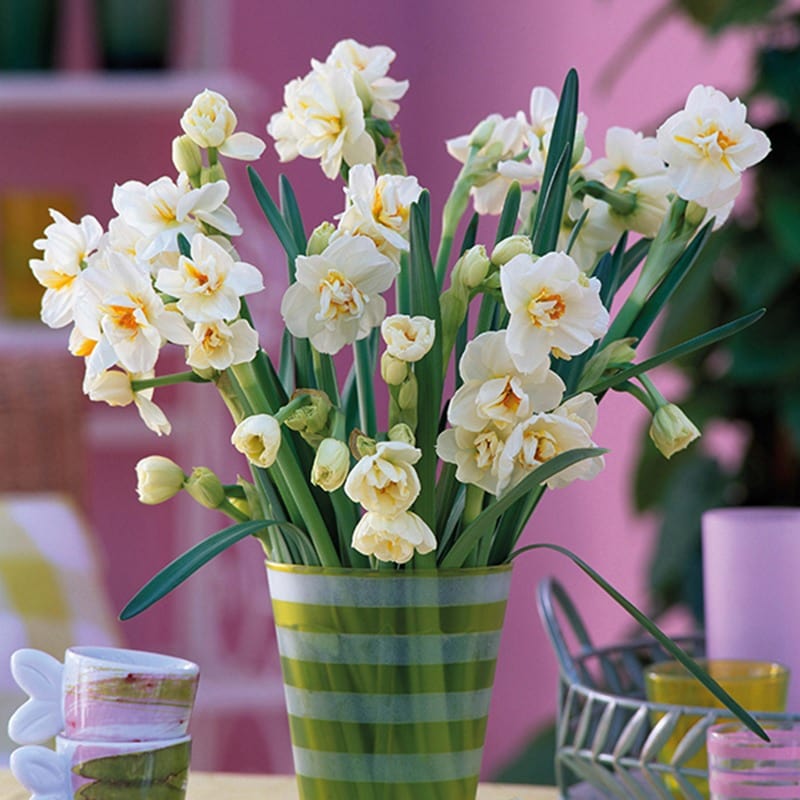Narcissus Bridal Crown Flower Bulbs