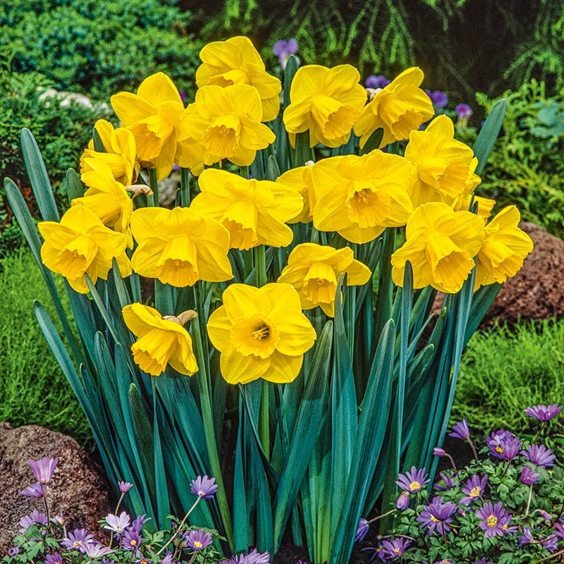 Narcissus Camelot Flower Bulbs