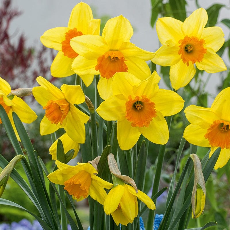 Narcissus Fortune Flower Bulbs