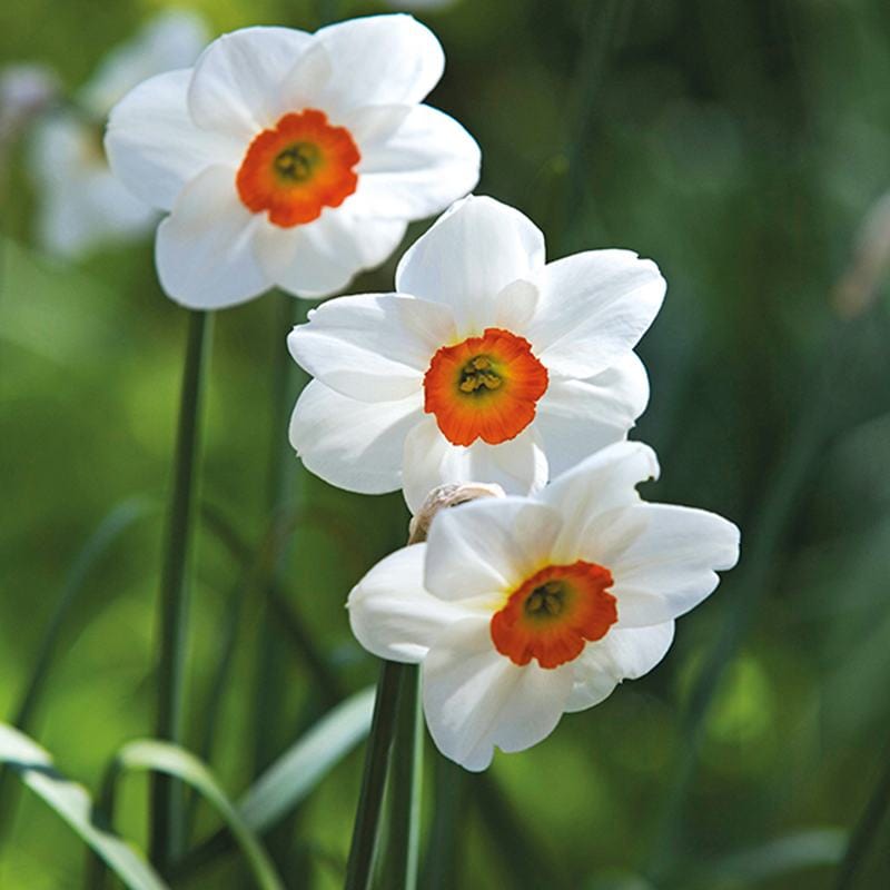 Narcissus Geranium AGM Flower Bulbs