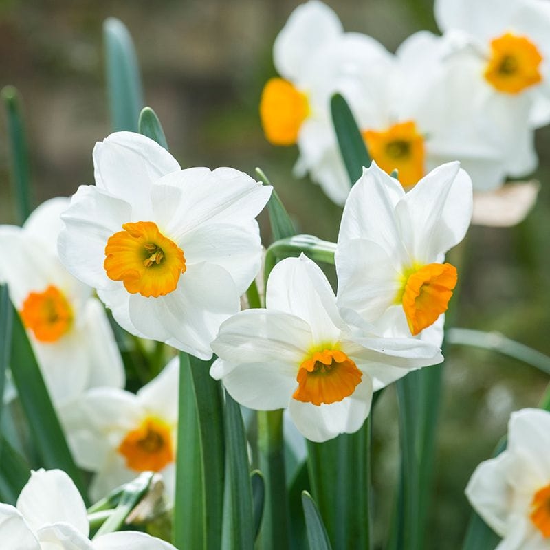 Narcissus Geranium AGM Flower Bulbs