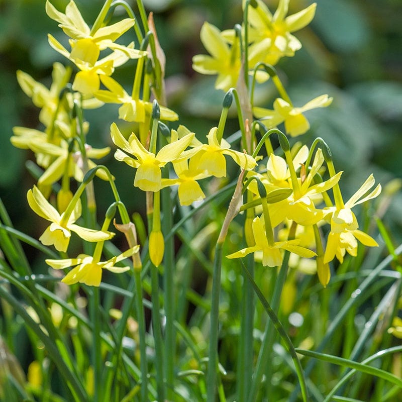 Narcissus Hawera Flower Bulbs