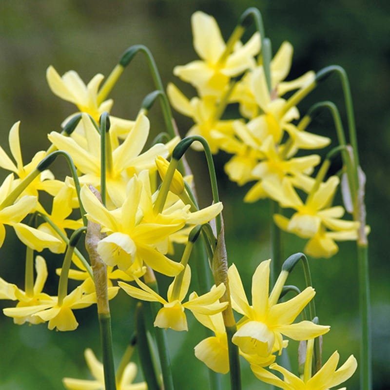 Narcissus Hawera Flower Bulbs