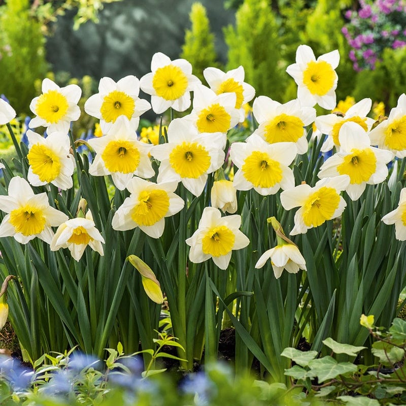 Narcissus Ice Follies Flower Bulbs