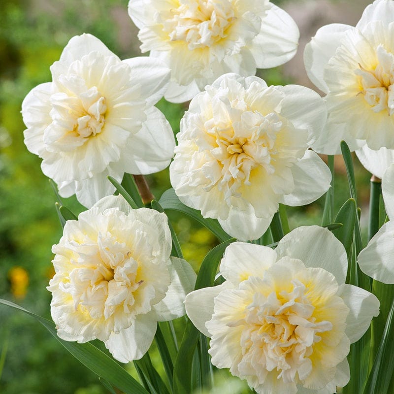 Narcissus Ice King Flower Bulbs