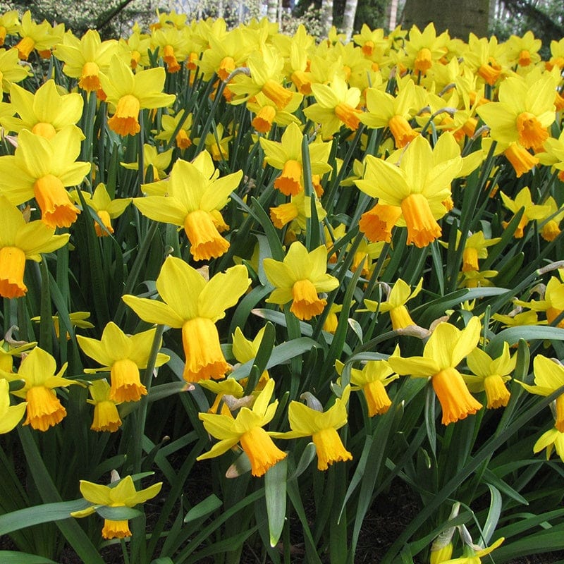 Narcissus Jack Snipe Flower Bulbs