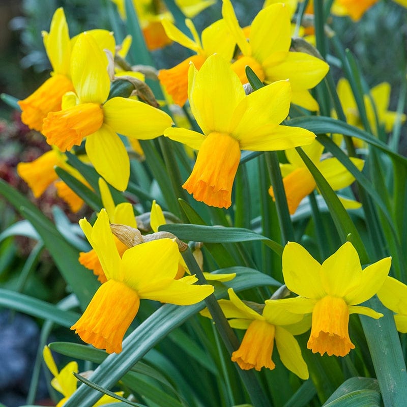 Narcissus Jetfire Flower Bulbs