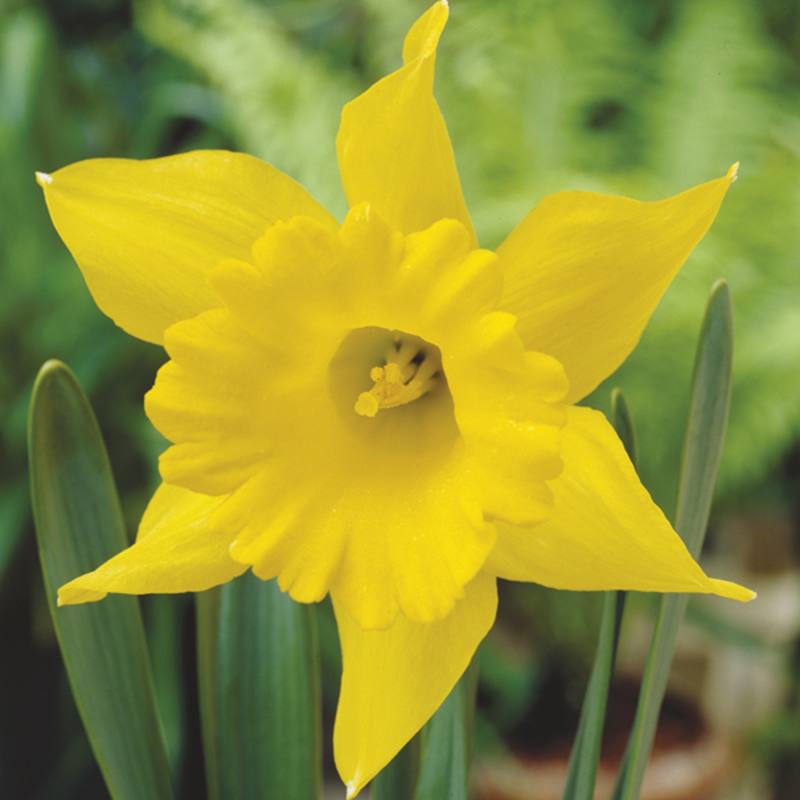 Narcissus King Alfred Flower Bulbs