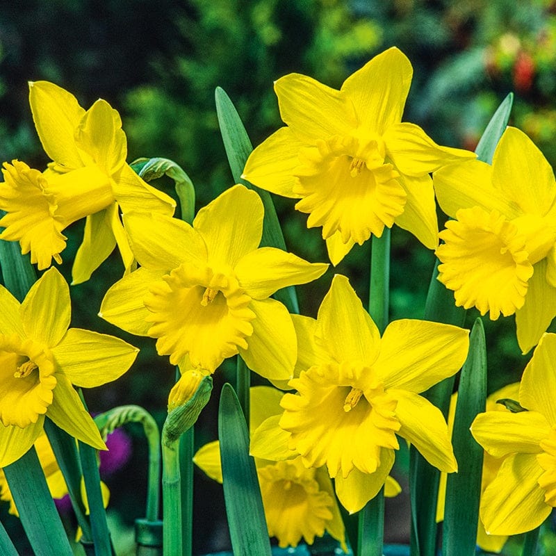 Narcissus King Alfred Flower Bulbs