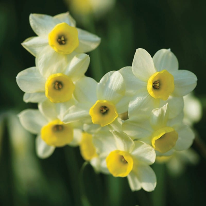 Narcissus Minnow Flower Bulbs