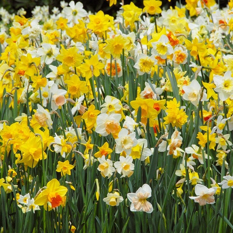 Narcissus Mixed Flower Bulbs