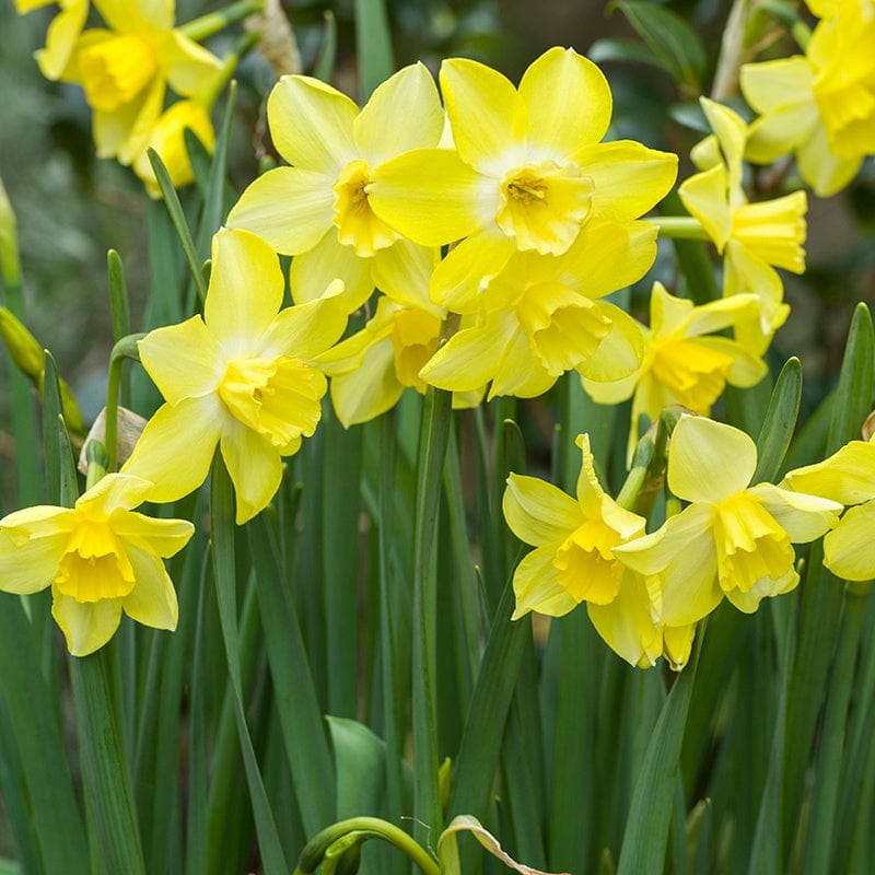Narcissus Pipit Flower Bulbs