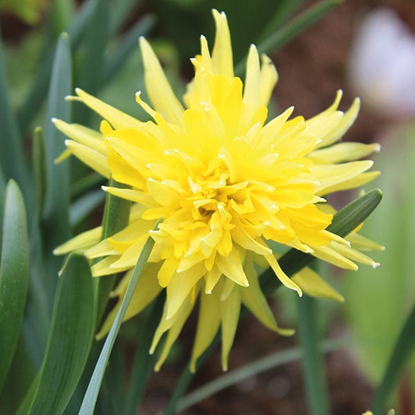 Narcissus Rip Van Winkle Flower Bulbs