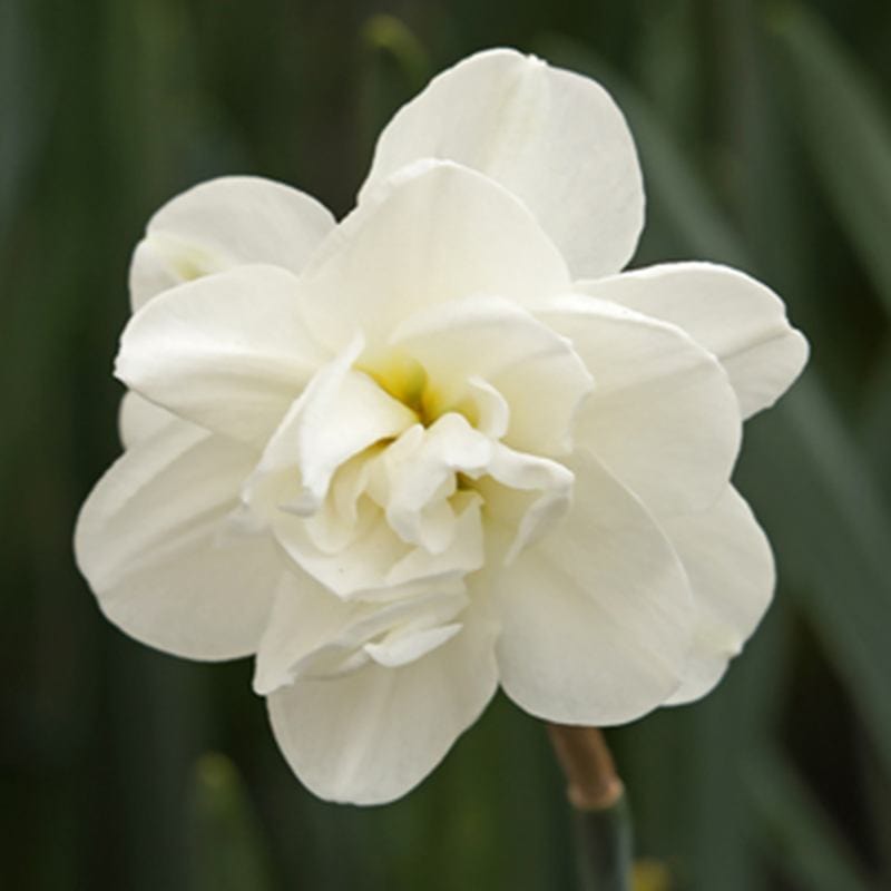 Narcissus Rose of May Bulbs