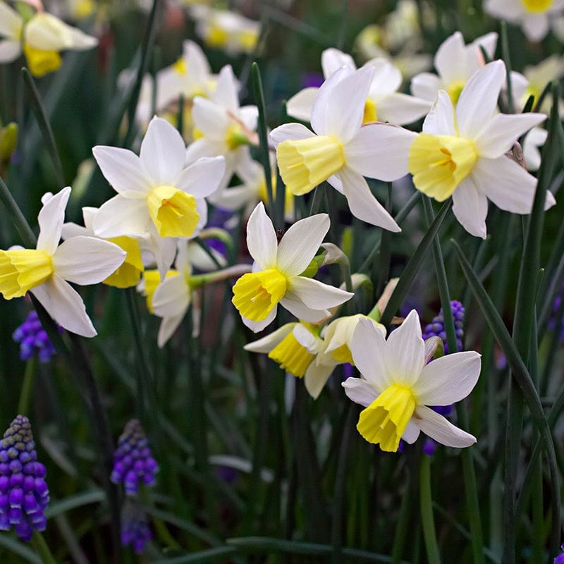 Narcissus Sailboat Flower Bulbs