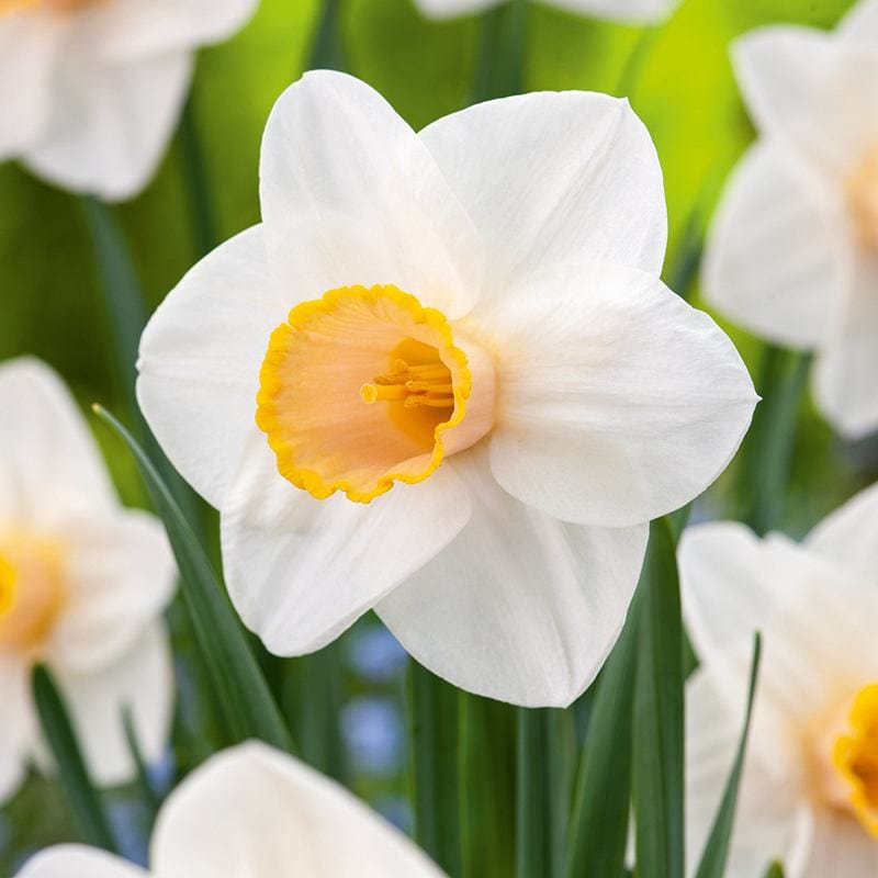 Narcissus Salome Flower Bulbs