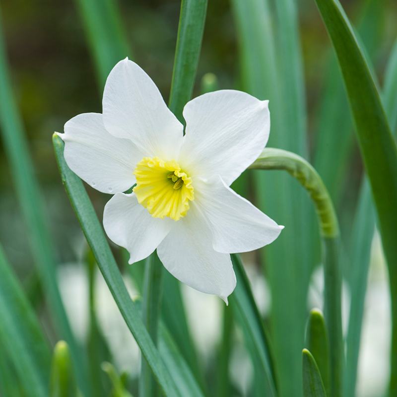 Narcissus Segovia Flower Bulbs