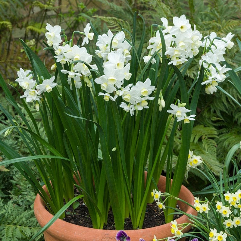 Narcissus Silver Chimes Flower Bulbs
