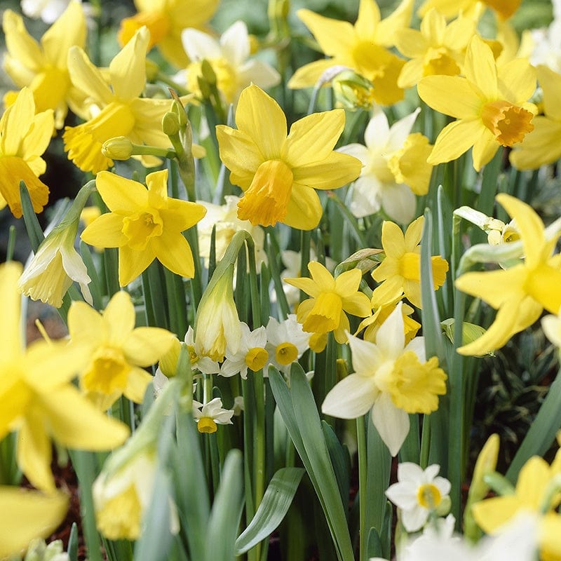 Narcissus Species Mixed Colours Flower Bulb Collection