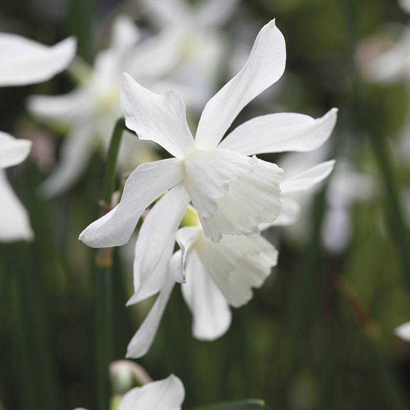 Narcissus Thalia Flower Bulbs