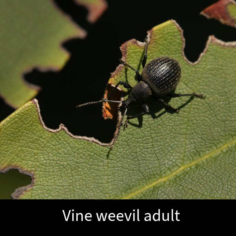 Nematop Adult Vine Weevil Trap