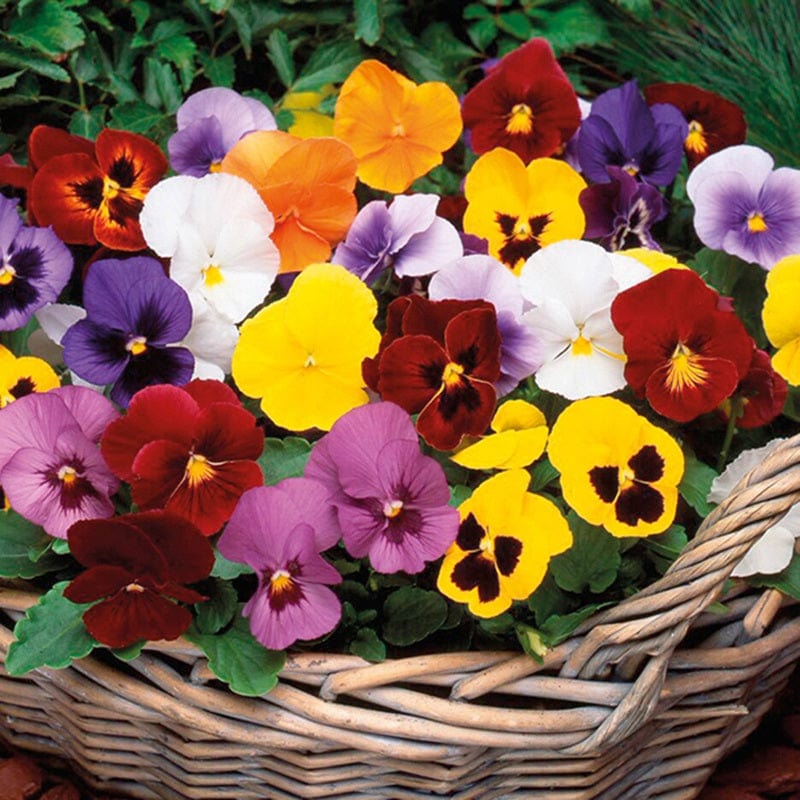 Pansy Winter Flowering Mixed F1