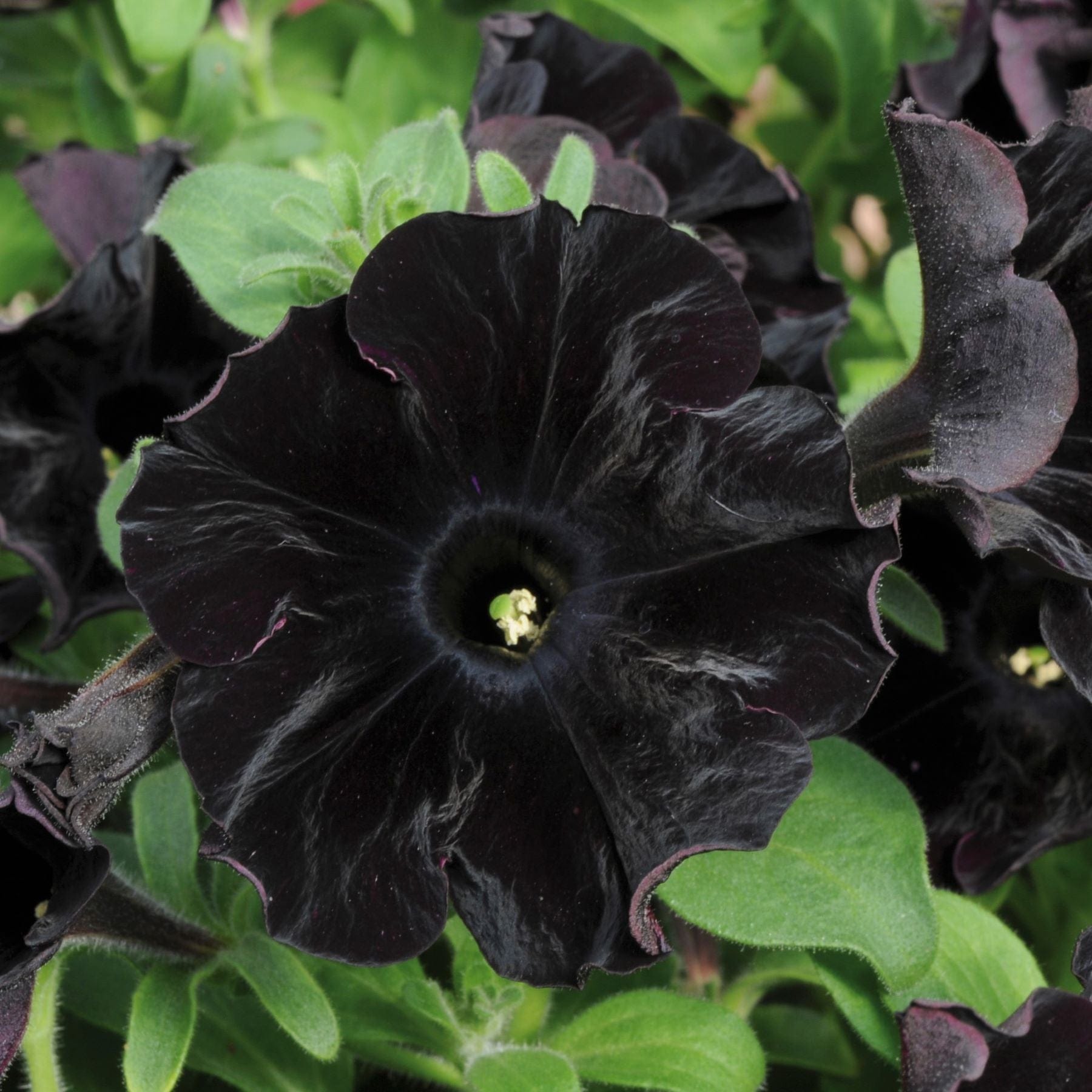 Petunia Black Velvet Plants