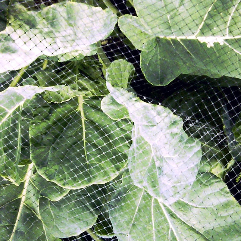 Plant Protection Butterfly & Bird Netting