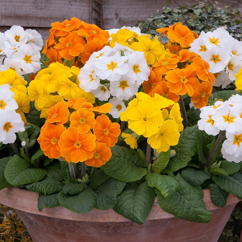 Polyanthus Spring Fever Mixed F1