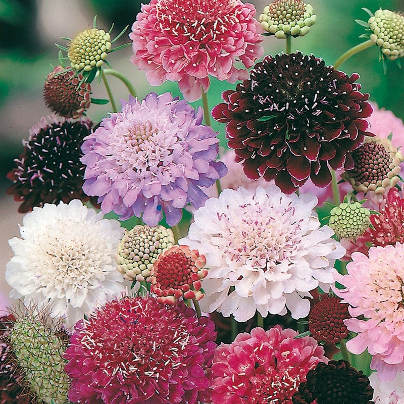 Scabious Tall Mixed
