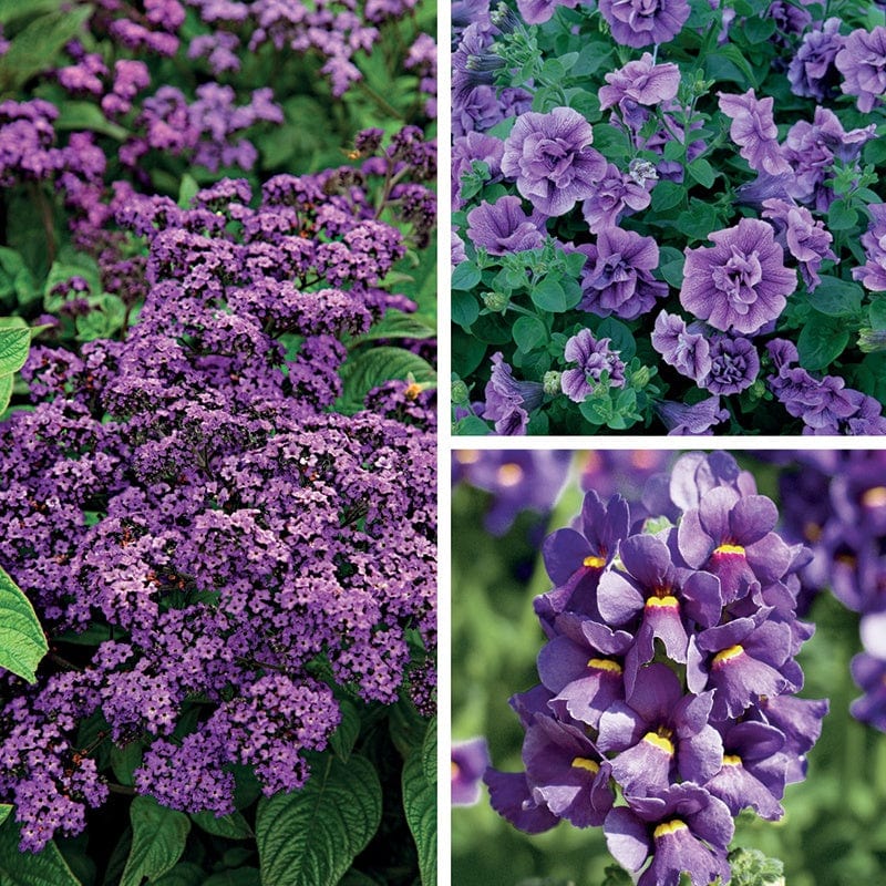 Scented Blue and Purple Pot Collection