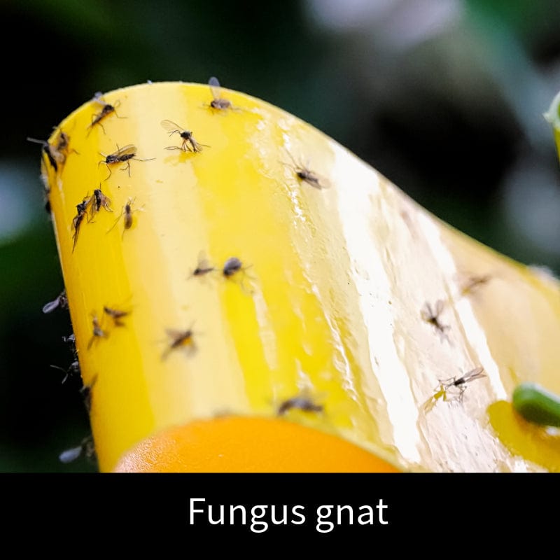 Sciarid Fly (Fungus Gnat) Control Nematodes 12sq.m.