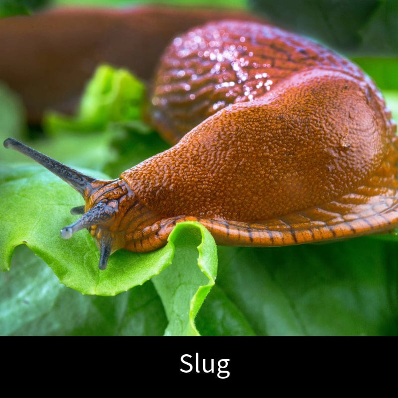 Slug Control Nematodes 100sq.m