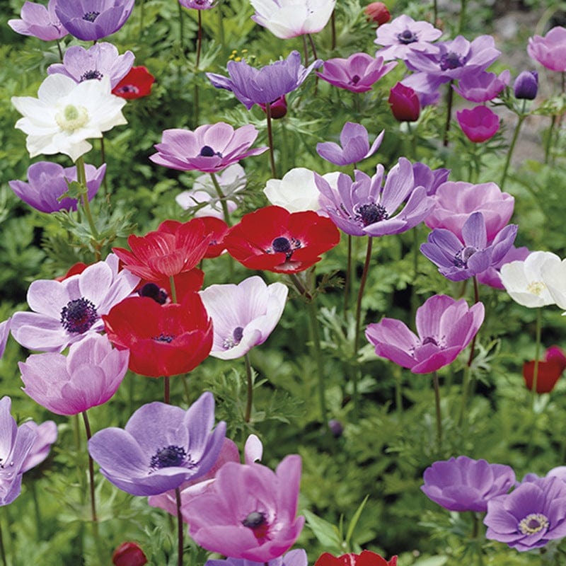 Spring Anemone Collection