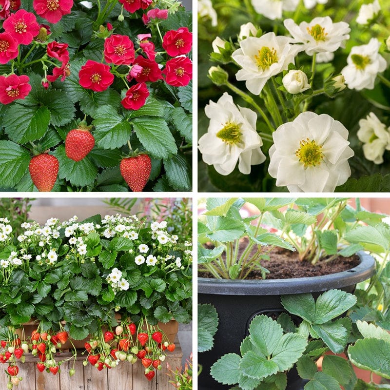 Strawberry collection & Easi-Plant Baskets
