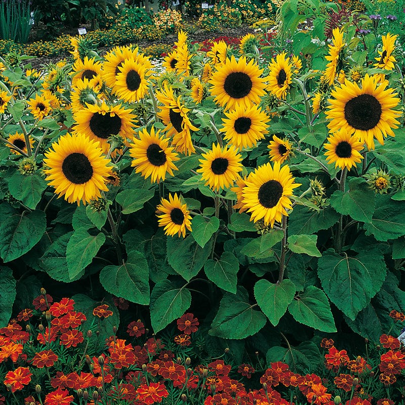 Sunflower Little Dorrit F1