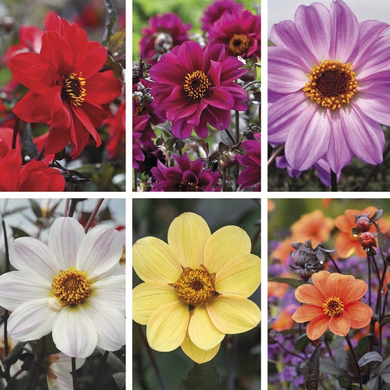 The Dahlia Bishop Collection