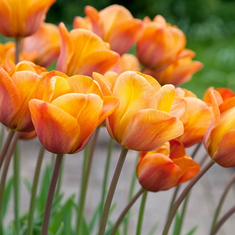 Tulip Annie Schilder Flower Bulbs