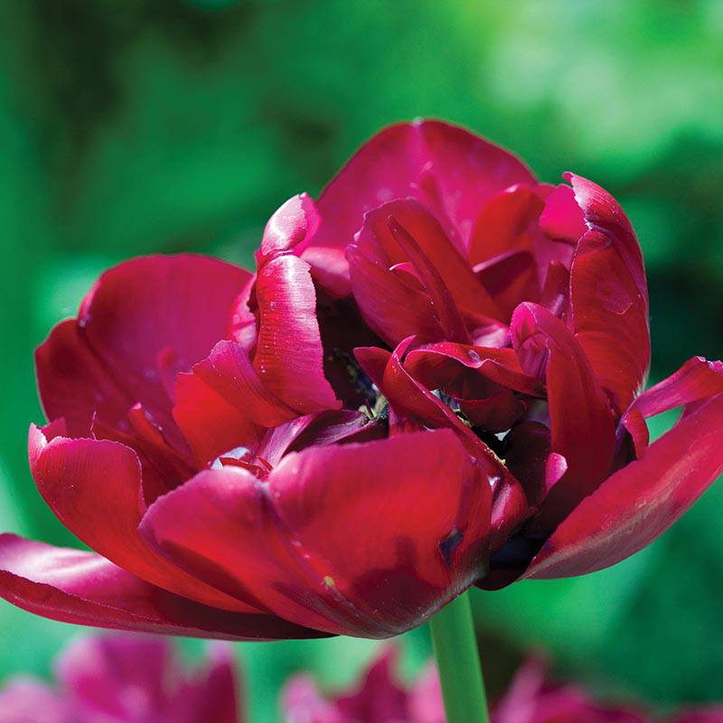 Tulip Antraciet Flower Bulbs