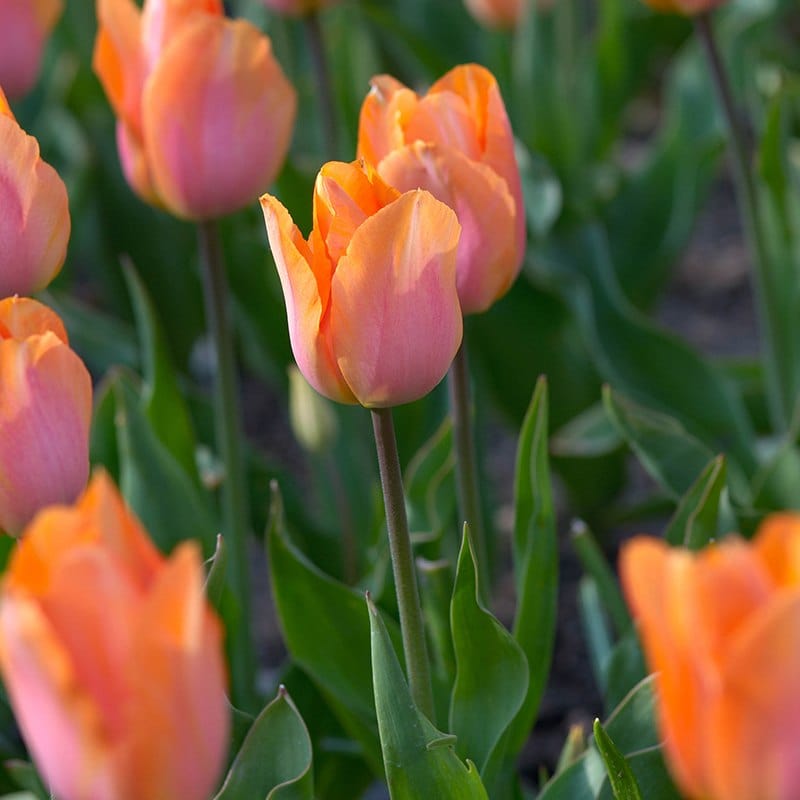 Tulip Apricot Foxx Flower Bulbs
