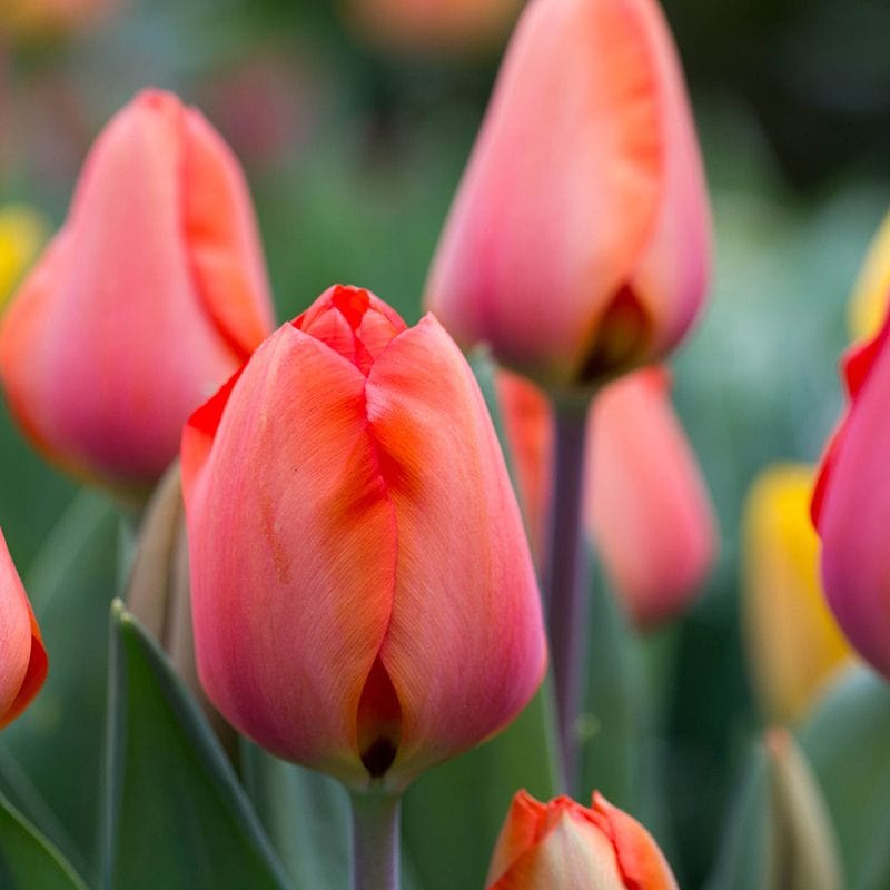 Tulip Apricot Impression Flower Bulbs