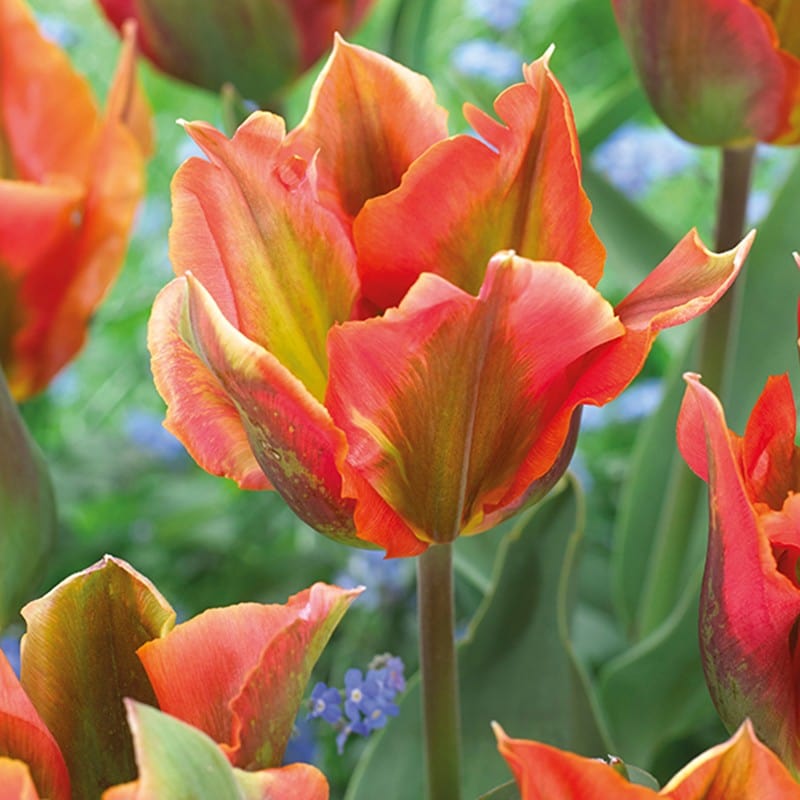Tulip Artist Flower Bulbs